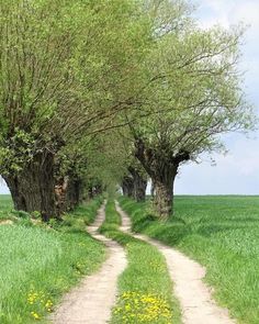 a dirt road surrounded by trees and grass