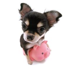 a small dog is holding a pink piggy bank in it's paws and looking at the camera