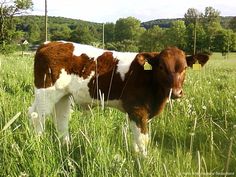 a brown and white cow standing on top of a lush green field