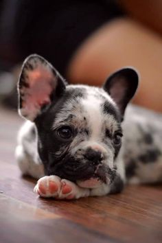 a small black and white dog laying on top of a wooden floor