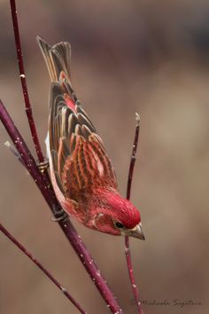 a small bird sitting on top of a tree branch next to leaves and branches with red tips