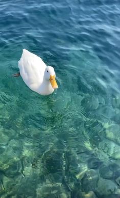 a white duck floating on top of a body of water