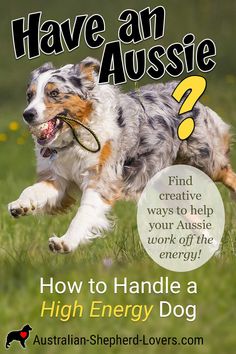 an australian shepherd dog running through the grass with its mouth open and tongue hanging out