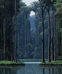 the trees are reflected in the still water