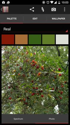 a tree with lots of fruit growing on it's branches and the color palette is red