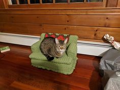 a cat is sitting on a green chair