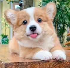 a small brown and white dog laying on top of a wooden table next to a potted plant