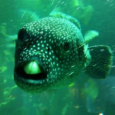 a fish with its mouth open in the water near many other fish and algaes