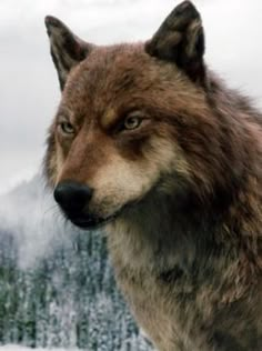 a wolf standing in the snow with mountains in the background