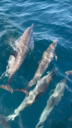 three dolphins swimming in the ocean together