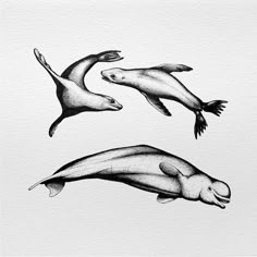 three sea animals are flying in the air