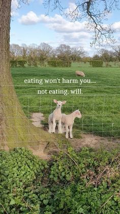 two sheep standing next to each other on a lush green field with a tree in the background