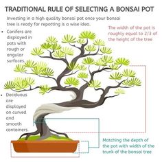 a bonsai tree is shown with instructions on how to care for its leaves and roots