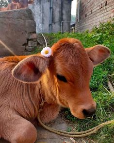 a brown cow laying on top of a lush green field next to a brick building