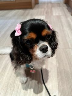 a small black and brown dog with a pink bow on it's head looking at the camera