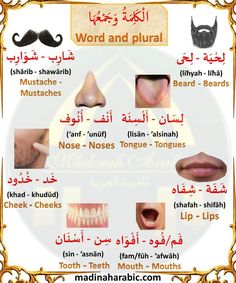 the different types of teeth and mustaches in english, arabic, and arabic language