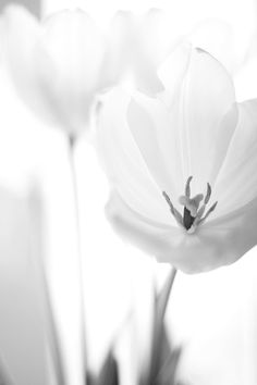 black and white photograph of tulips in vase