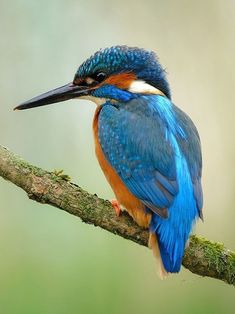 a colorful bird sitting on top of a tree branch