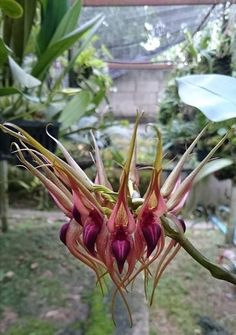 the flowers are blooming on the tree in the yard, and it's hard to tell what kind of flower they are