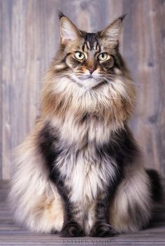 a fluffy cat sitting on top of a wooden floor