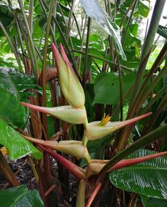 the flowers are blooming on the plant in the garden