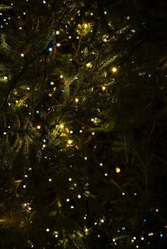 a close up of a tree with many lights on it's branches at night