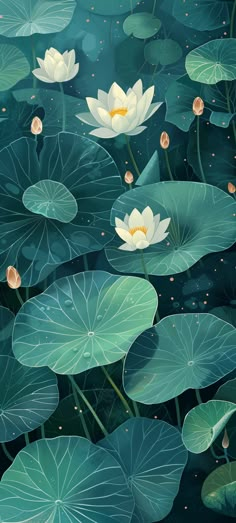 white water lilies floating on top of green leaves