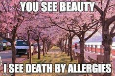 Allergy Memes Funny Hilarious, Allergy Memes, Allergies Funny, Meanwhile In Australia, Pick Up Lines Cheesy, Sleep Dream, Party Box, Sarcasm Humor, Twisted Humor