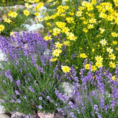 yellow and purple flowers are growing in the rocks