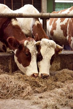 two brown and white cows are eating hay