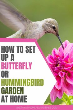 a hummingbird feeding from a pink flower with the words how to set up a butterfly or hummingbird garden at home