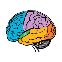 an image of a human brain with different colored sections on it's side and the top part of its head