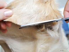 the dog is getting his hair cut at the veterinator's office,