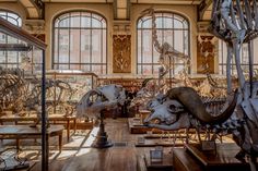 the museum is filled with various types of animal skeletons