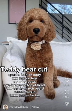 a brown dog sitting on top of a bed next to a white pillow and pillows