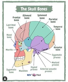 the skull bones are labeled in several different languages