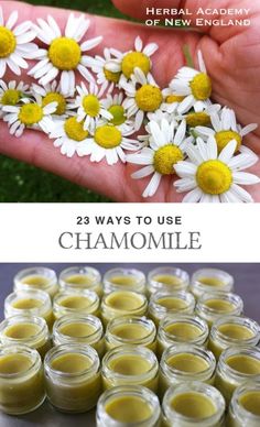 Herbal Academy, Herbal Apothecary, Herbal Healing, Diy Remedies, Herbs For Health, Homemade Remedies, Tea Garden