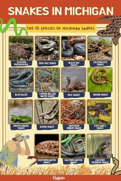 snakes in michigan the 15 species of michigan snakes