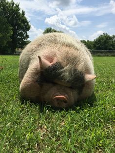 a pig is laying in the grass with its head on it's back and eyes closed