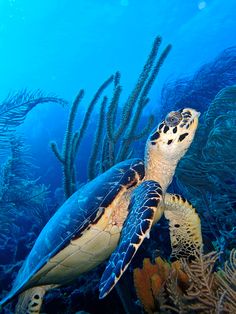 a green sea turtle swims in the blue water near some corals and spongeweed