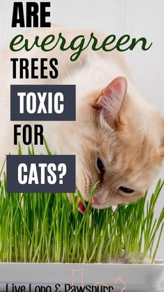 a cat laying in grass with the caption are evergreen trees toxic for cats?