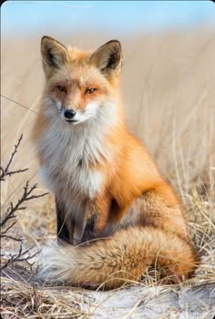 a red fox sitting on top of dry grass