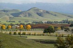 the rolling hills are dotted with trees and grass