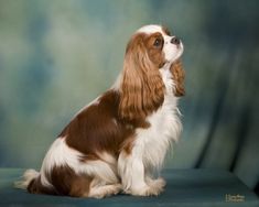 a small brown and white dog sitting on top of a blue chair in front of a green background