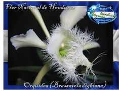 an image of a white flower with the caption for natural de hendins