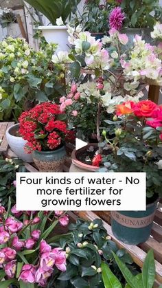 some flowers that are sitting on a table with a sign in front of them saying four kinds of water no more fritter for growing flowers