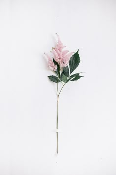 a single pink flower with green leaves on a white background