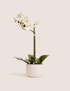 a white potted plant with flowers in it