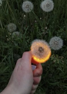 a hand holding a lit up dandelion in front of some grass and flowers