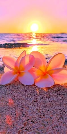 flowers on the beach at sunset with the sun in the background